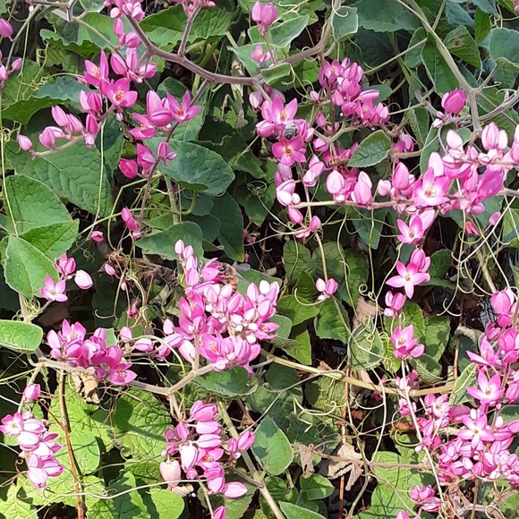 Meet your Posher, Nickie - Picture 1 of 1